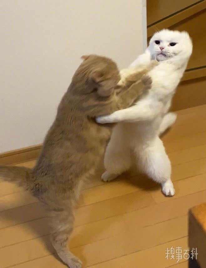 橘猫跟白猫打架，结果