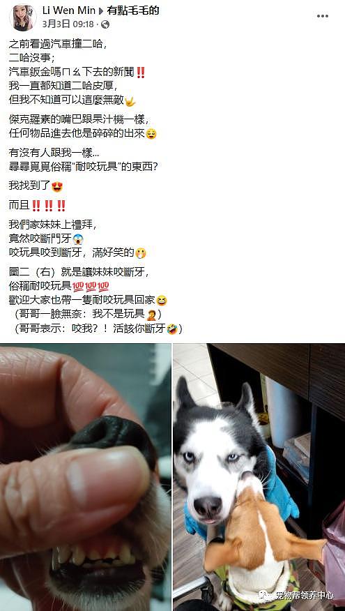 两只狗狗玩闹，小狗一口咬上哈士奇脸皮竟反断两颗门牙？！ - 5