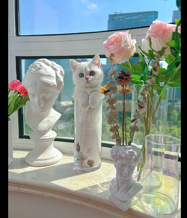 网友买了花瓶要装花，没想到猫咪却钻了进去，变成了一瓶猫？ - 2