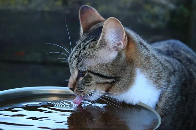 猫护 | 不爱喝水的猫让铲屎官发愁，那猫咪突然频繁喝水就是好事吗？ - 7