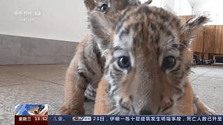 萌虎亮相！黑龙江东北虎林园今年已迎 7 只虎崽 - 3