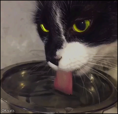 狗和猫饮水的一点差异