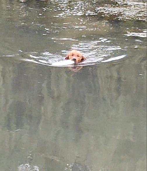 女生玩水鞋掉河里，大妈看到后，立马派出了热心市民狗先生… - 6