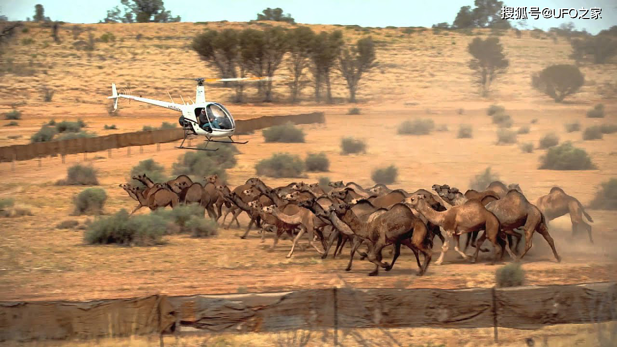 为消灭120万骆驼，人类在驼群中安插叛徒，叛徒却选择了保护骆驼 - 2