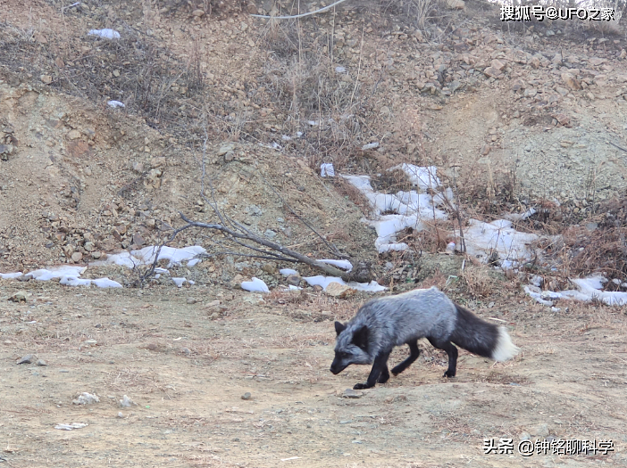 罕见银黑狐现身北京，专家：这不是好事，或威胁当地狐狸生存 - 1