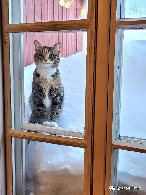漂亮猫咪站雪堆里冲屋内叫，模样看似可怜，其实玩得比谁都欢！ - 5