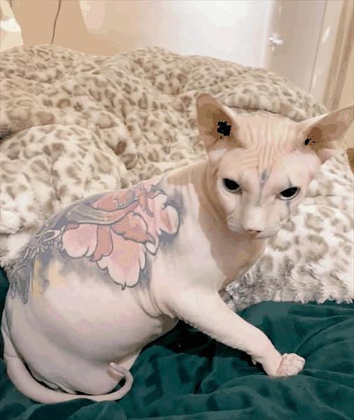 男子给无毛猫纹身为自己打广告，被人指责后说：给猫绝育不会被网暴，纹身就不行？ - 14
