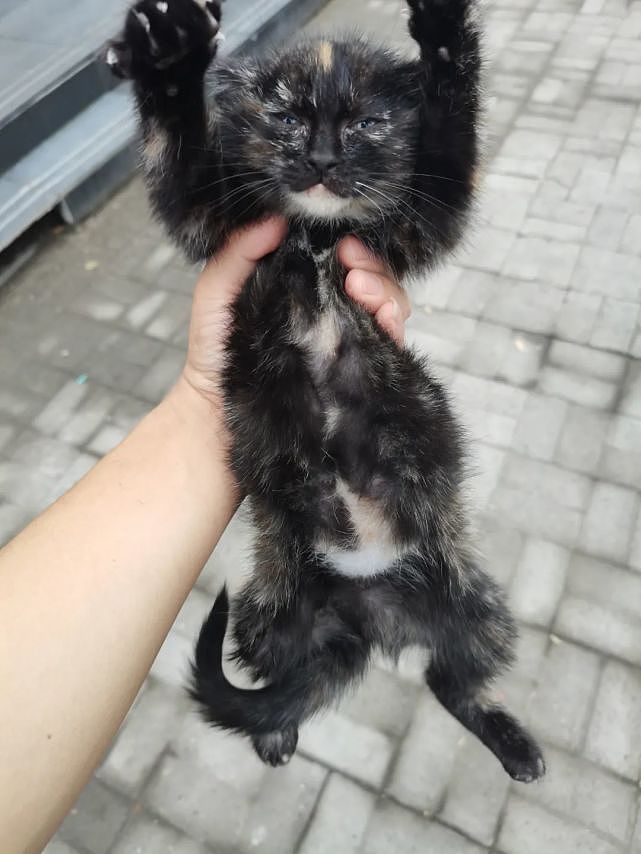 安菠 | 高架上救助的2个月大的流浪猫，洗净后，化身成了粘人的干饭猫 - 2