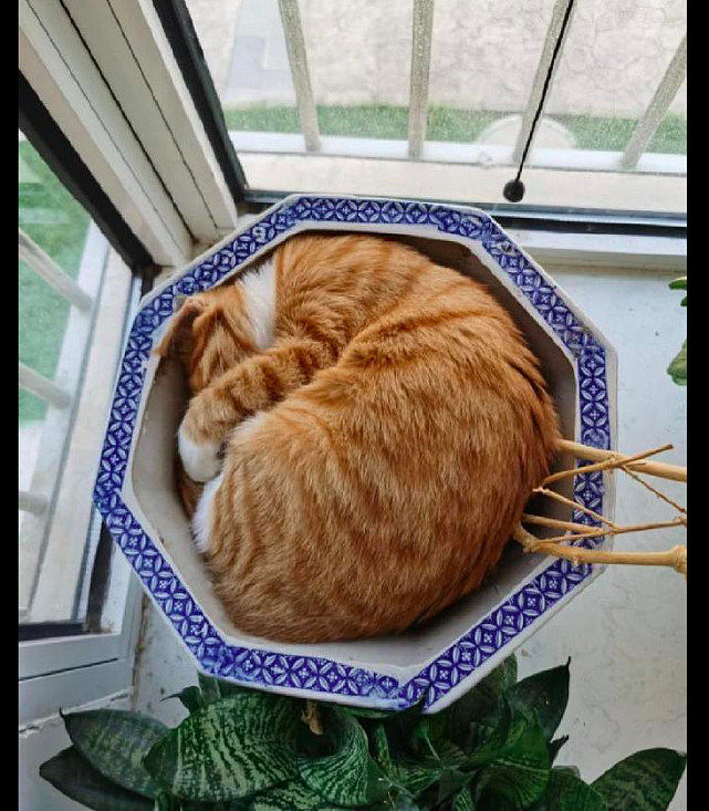 茉莉花突然死了，网友很疑惑为什么，直到看见猫趴在花盆里睡觉！ - 2