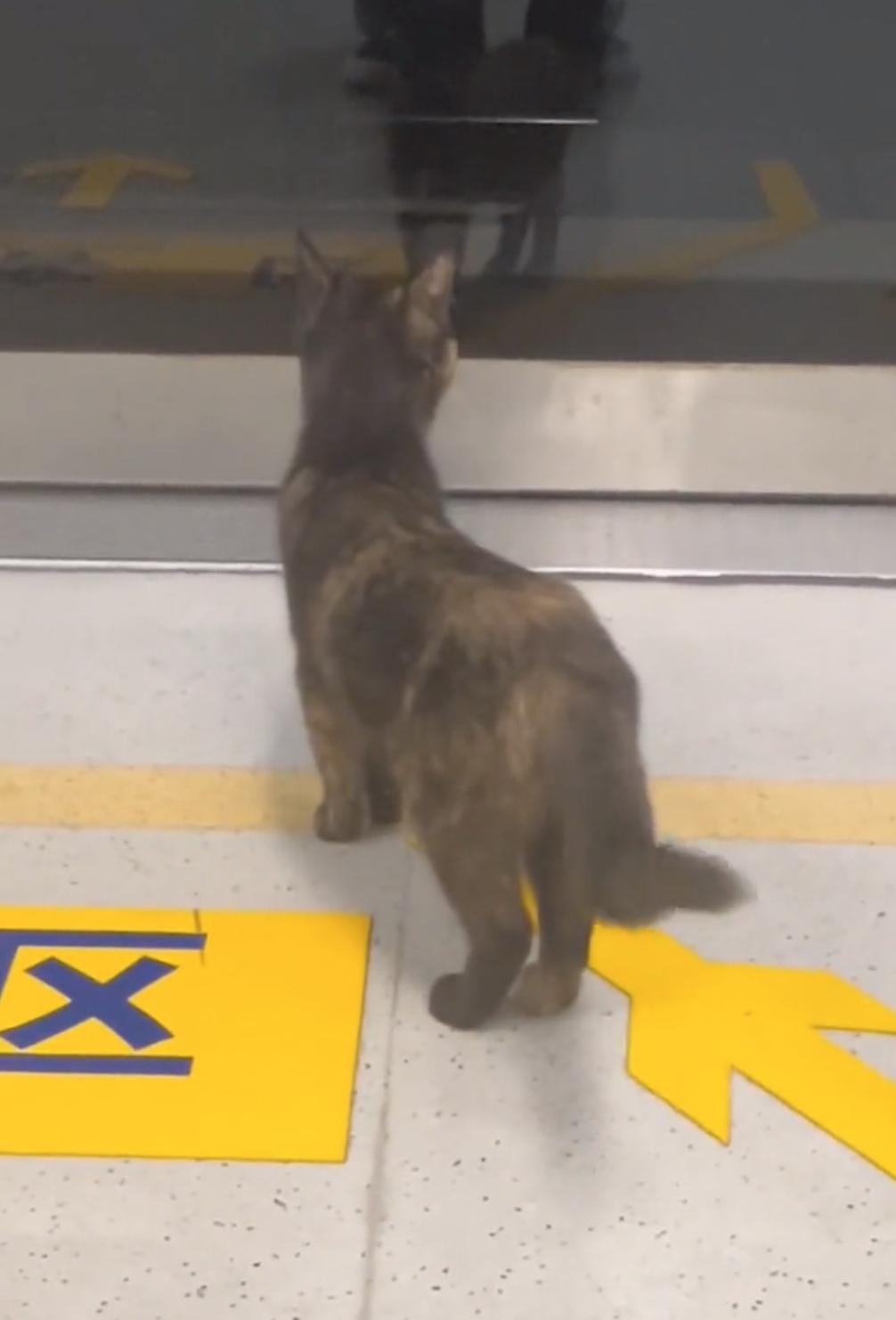 猫咪蹲在黄线外乖乖等地铁，却被工作人员一把抱走，猫猫：一米二以下也用买票？ - 1