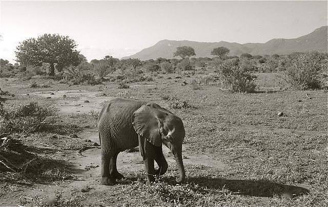 曾经有只大公象，象牙长到能搁在地上……直到盗猎者发现了它 - 8