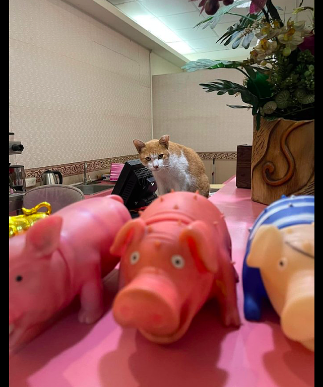 网友走近一家餐馆，在柜台上却站着一只猫咪在看店，猫：有事吗？ - 2