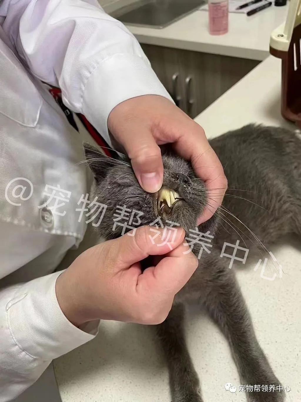 蓝猫被丢弃，无助趴在猫窝一天一夜，被救后看到它的状态惊了！ - 8