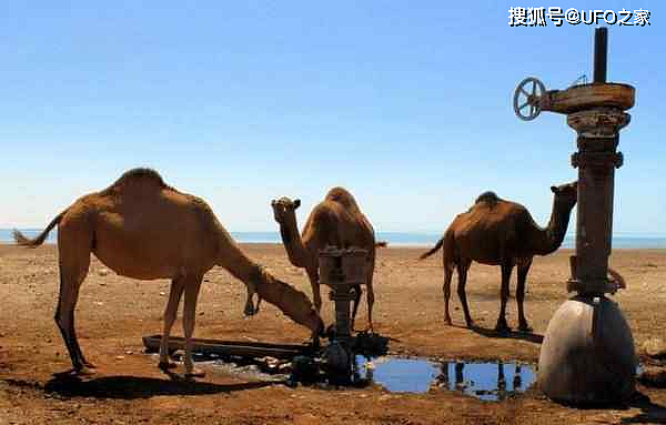 为消灭120万骆驼，人类在驼群中安插叛徒，叛徒却选择了保护骆驼 - 11