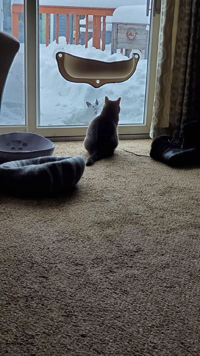 在屋外用雪堆了一只猫咪，结果猫主子整天坐在窗边看 - 4