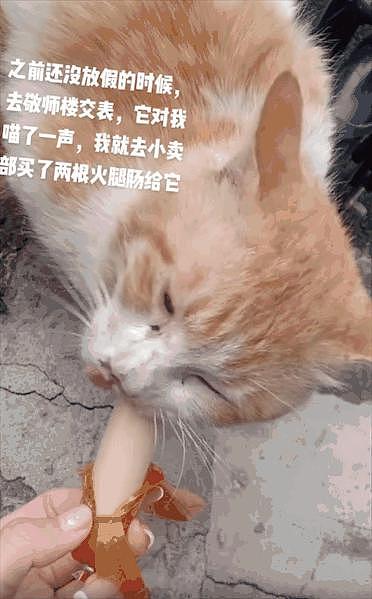 女生毕业把校园流浪猫带回了家：你就和我一起毕业吧，有个家总比流浪好！ - 2