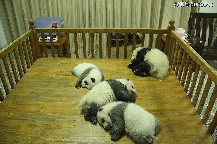 中国首创！已放生10只大熊猫，“母兽带崽”能恢复东北虎种群吗？ - 7