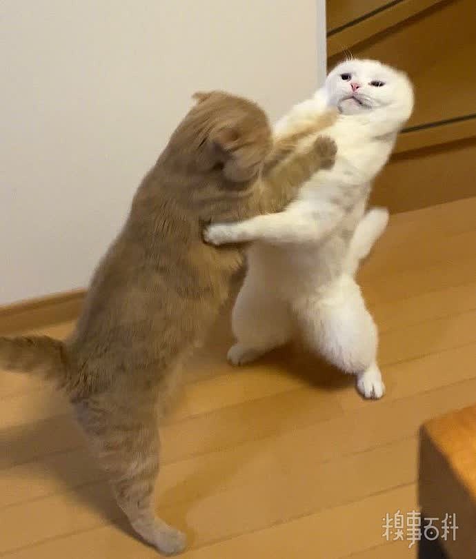橘猫跟白猫打架，结果