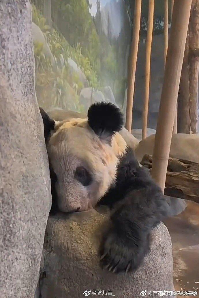 熊猫丫丫还没送回来，孟菲斯动物园却说要再租借一对年轻熊猫，怎么好意思的？ - 16