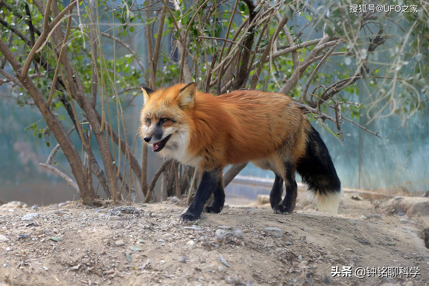 罕见银黑狐现身北京，专家：这不是好事，或威胁当地狐狸生存 - 5