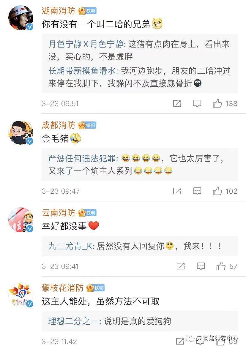 金毛玩水被冲走，主人心急下水去救，最后双双被困，网友：狗狗有个叫二哈的兄弟？ - 15