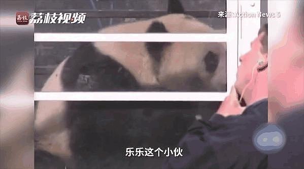 熊猫丫丫还没送回来，孟菲斯动物园却说要再租借一对年轻熊猫，怎么好意思的？ - 11