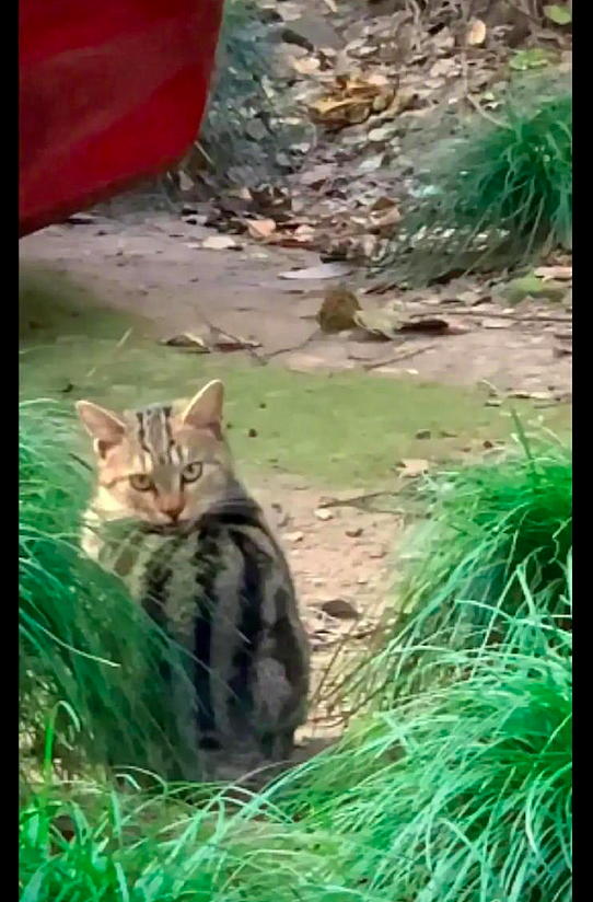 不远处发现有一个大西瓜，走近才看清原来是只猫咪，也太像了吧！ - 2
