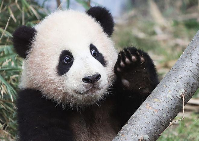 在韩国新出生的两只大熊猫幼崽快 100 天啦，拥有了名字 - 7
