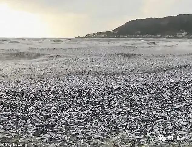 日本千吨死鱼涌向海岸，外媒怒骂核废水污染？ - 6