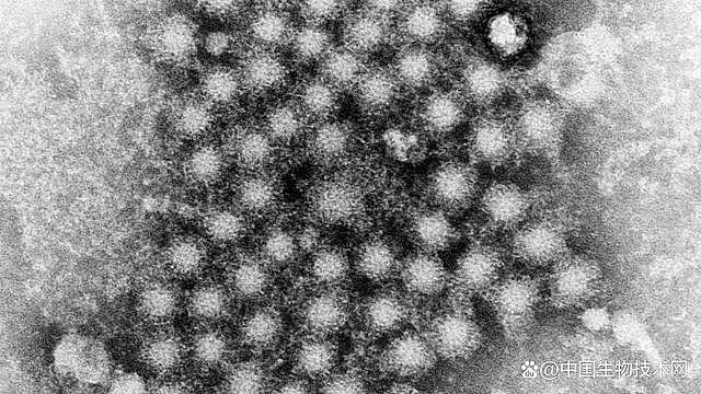 世卫组织：已有 12 个国家报告不明原因急性肝炎病例 - 2