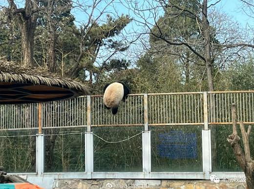 朋友圈疯传！上海动物园的熊猫“越狱”了？最新动向来了 - 7