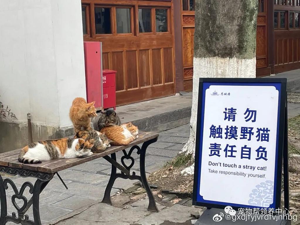 南京总统府曾征集流浪猫捕鼠，说它们是“镇府之宝”，如今却不管猫咪死活了？ - 16