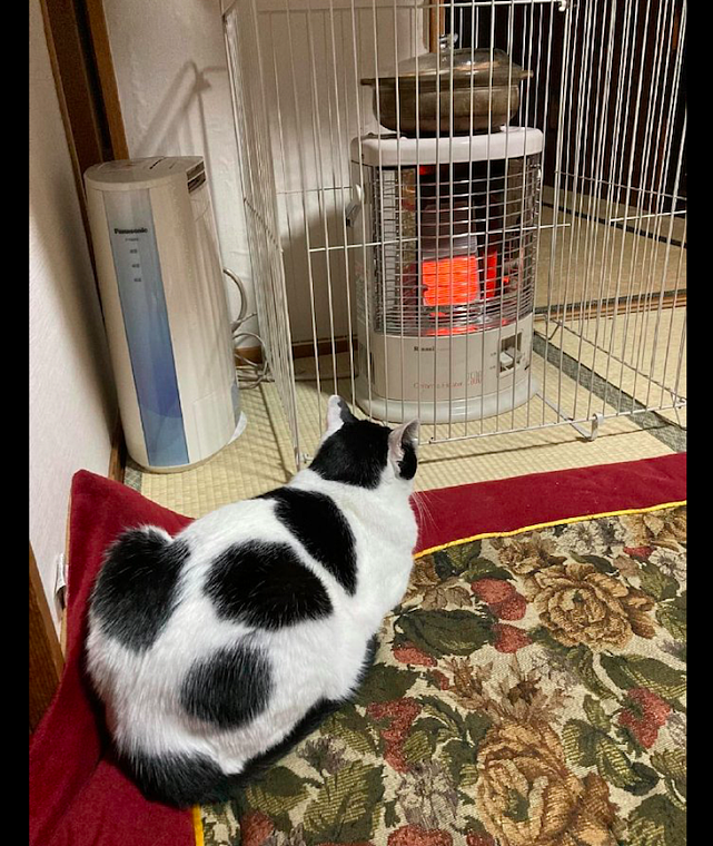 网友用笼子把暖炉罩上，猫在旁边一脸疑惑：能不能把我也关进去？ - 3