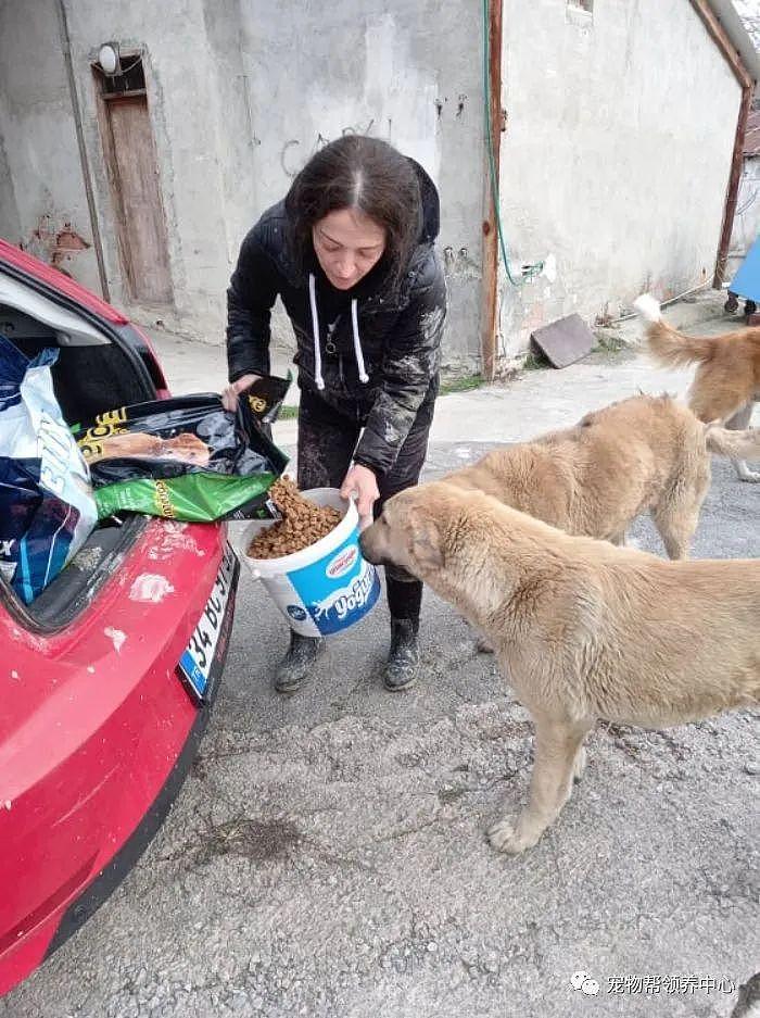 许多狗狗被扔在山上无水无粮，幸好她出现，坚持十年喂食！ - 6