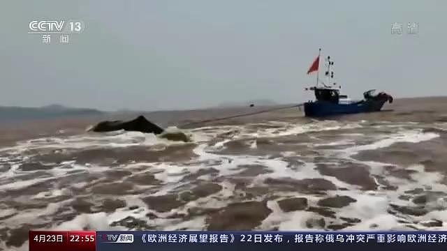 全程回顾！中国首次成功救助大型抹香鲸，有“鲸”无险！ - 1