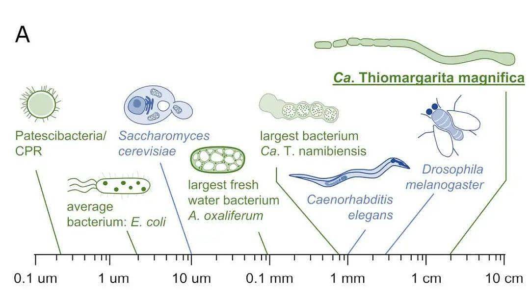 海边惊现巨型细菌：它有一万个大肠杆菌那么长！| 一周科技 - 2