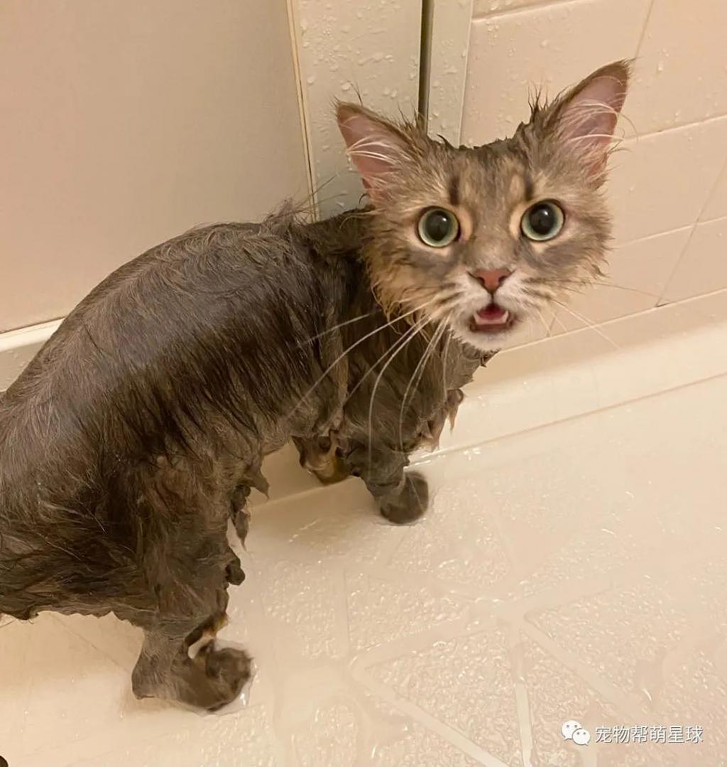 主人强行带猫咪洗澡，它一脸不情愿：真是生活所迫啊！ - 4