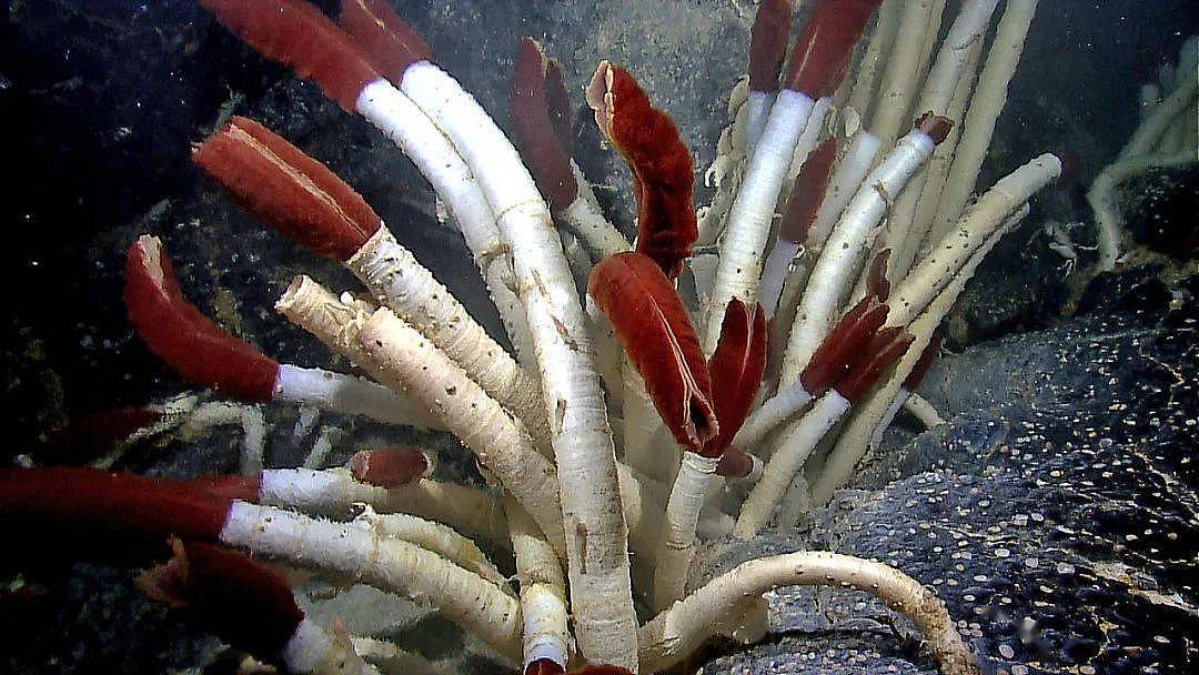 这种“红伞伞，白杆杆”不仅剧毒，还生长在上千米深的海底 - 6