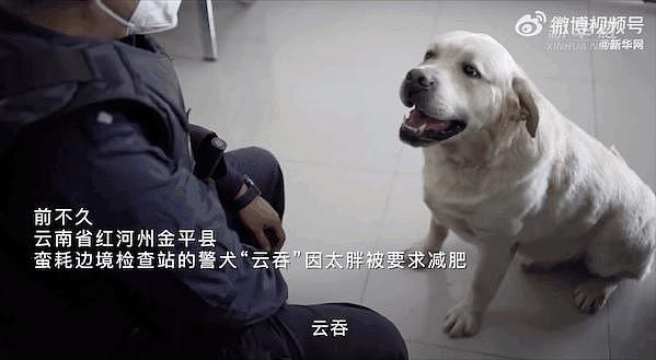 警犬搜获 12.47 公斤毒品立大功，而偷狗贼却宁可伤害老人，也要吃狗肉 . - 18