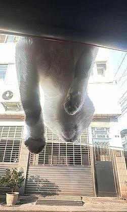 刚停好车就来了只流浪猫趴车顶，抬头吓一跳，它却自来熟的想进车！ - 2
