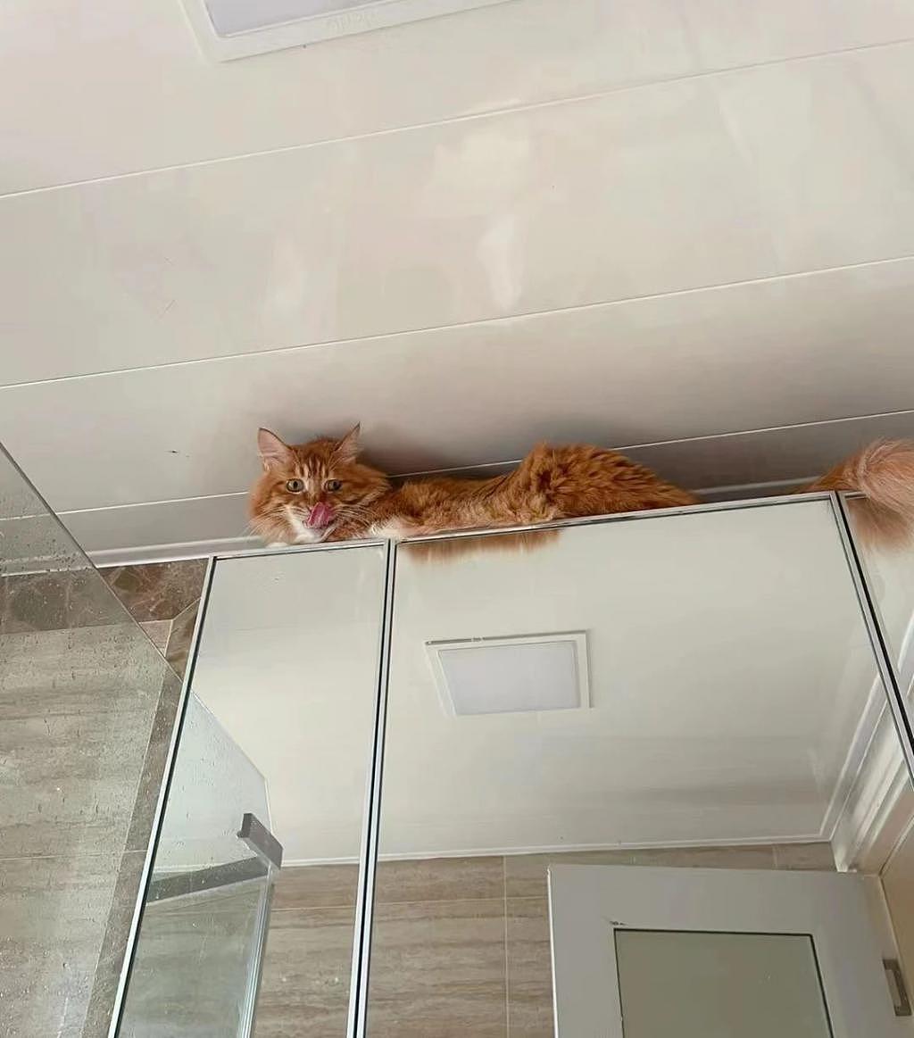 猫咪非要偷窥铲屎官洗澡，竟还高趴这处 ... 直接成了现场直播！ - 3