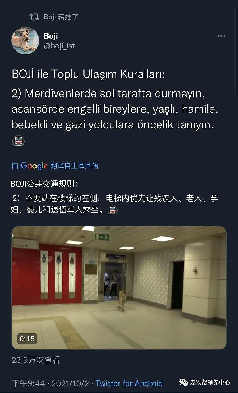 土耳其网红流浪狗遭人陷害，而真相令人气愤！ - 8