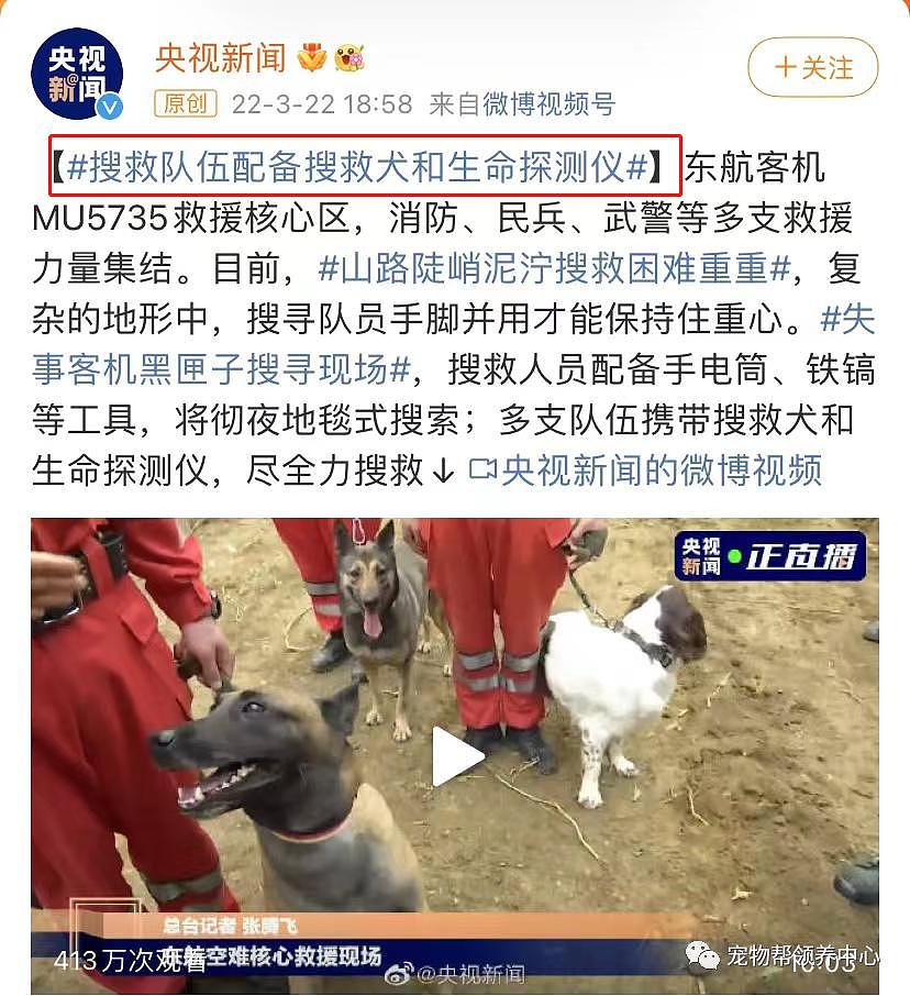 搜救犬加入坠机救援！它们也在为奇迹出现而努力！ - 11