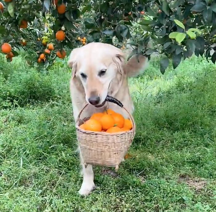 聪明狗狗帮主人摘橙子，网友争相购买，结果它却遭到了网暴… - 11