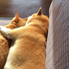 柴柴和橘猫，看着暖暖