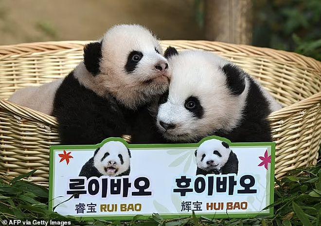 在韩国新出生的两只大熊猫幼崽快 100 天啦，拥有了名字 - 4