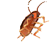 一只蟑螂正在你的屏幕