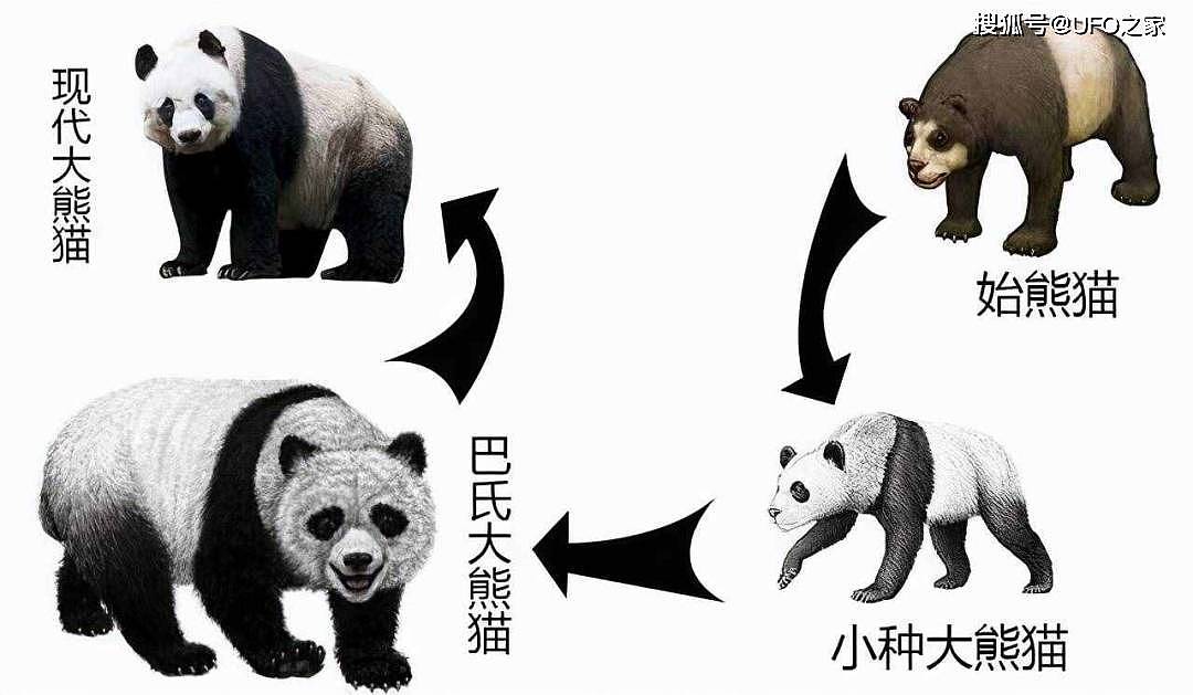 曾有个女人将活体大熊猫走私出中国，海关登记：携带哈巴狗一只 - 7