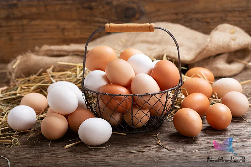 鸡蛋、鸭蛋、鹌鹑蛋，哪种更有营养？怎么选？还不知道的亏大了 - 6