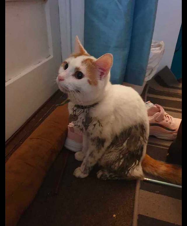 大冬天的猫咪掉进了泥坑里，半个身子都是泥水，说多了都是泪啊！ - 2